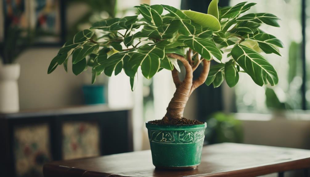 majestic indoor money trees