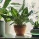 optimizing plant health indoors