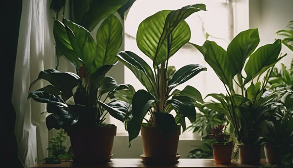 shade loving indoor plant recommendations