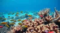 rising acidity harms oceans