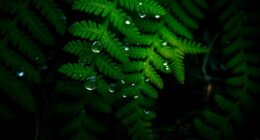 plant signaling mechanisms