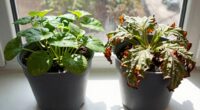 effective plant watering methods
