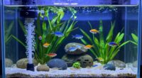 understanding aquarium nitrogen cycle