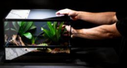 9 Best Reptile Terrarium 40 Gallon Kit in 2026