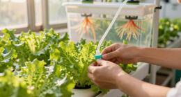 15 Best Hydroponic Lettuce Grow System in 2026 — The Complete Buyer’s Guide