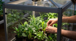 8 Best Indoor Greenhouse Cabinets With Fan in 2026