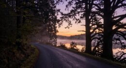 mystical dusk woodland tales