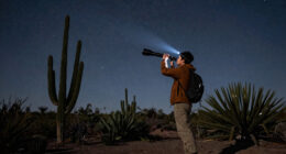 Arizona’s Organ Pipe Cactus National Monument Earns Dark Sky Status